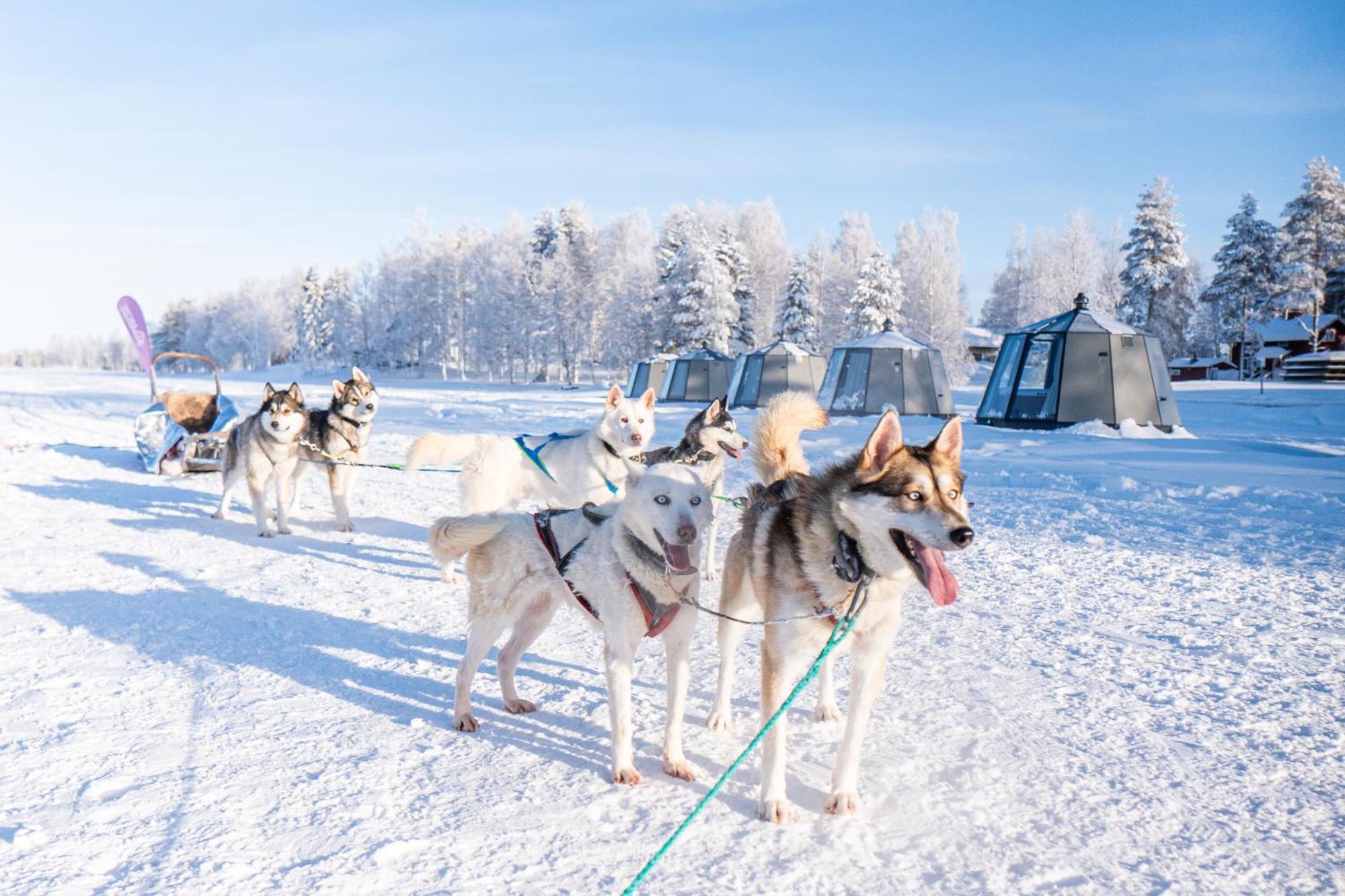 Arctic Guesthouse & Igloos Ranua Ngoại thất bức ảnh